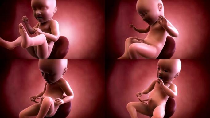 胎儿动画-第34周