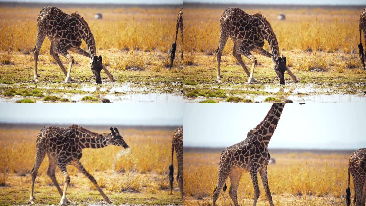 慢动作长颈鹿从水坑里弯腰喝水，站在萨凡纳，超级慢动作，肯尼亚安博塞利国家公园
