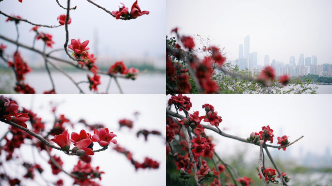 岭南印象木棉花城市风景红色花朵特写