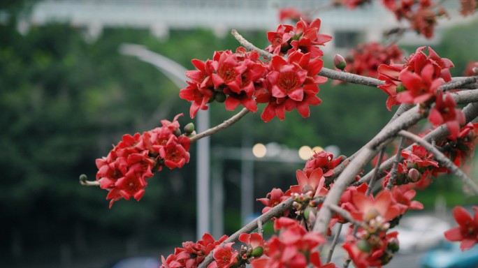 岭南印象木棉花城市风景红色花朵特写