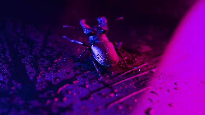 角甲虫鹿在紫罗兰湿霓虹灯表面与雨滴。美丽的昆虫被列入红色名录，欧洲最大的稀有雄鹿-鹿。野生动物。关闭