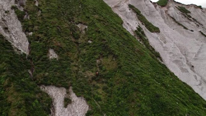 一只母熊带着两只幼崽爬上山坡。令人惊叹的鸟瞰图。俄罗斯，千岛群岛，伊图鲁布岛，鄂霍次克海沿岸的白色岩