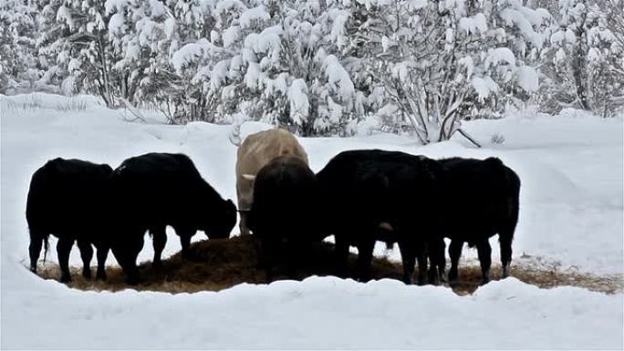 六头牛在雪地上吃一些草