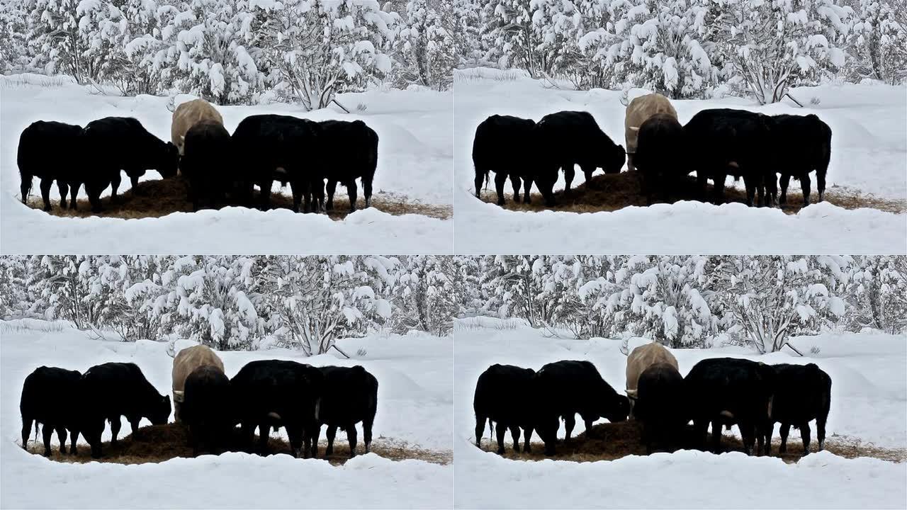 六头牛在雪地上吃一些草