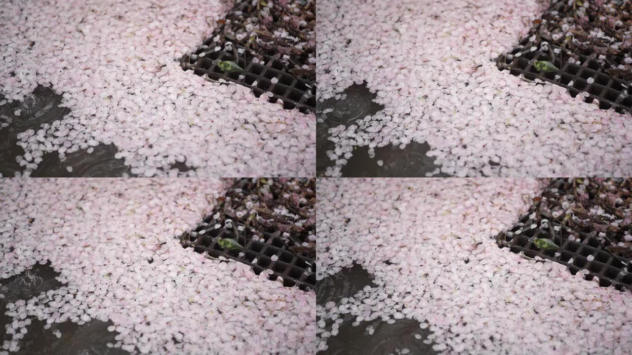 散开的樱花在排水沟中收集