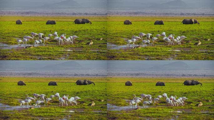 肯尼亚安博塞利国家公园，一群火烈鸟站在池塘里，吃着水面上的草，背景是一群大象和美丽的山景