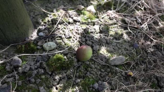 岩石和泥土旁边的地面上的单掉落芒果