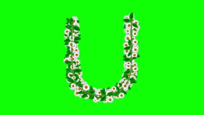 绿色屏幕背景上有雏菊花的英语字母U