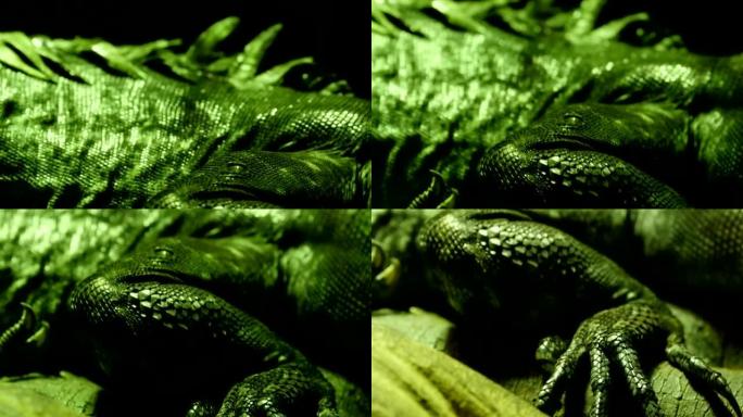 乌蒂拉鬣蜥的鳞状绿色和闪亮的皮肤，尾巴多刺