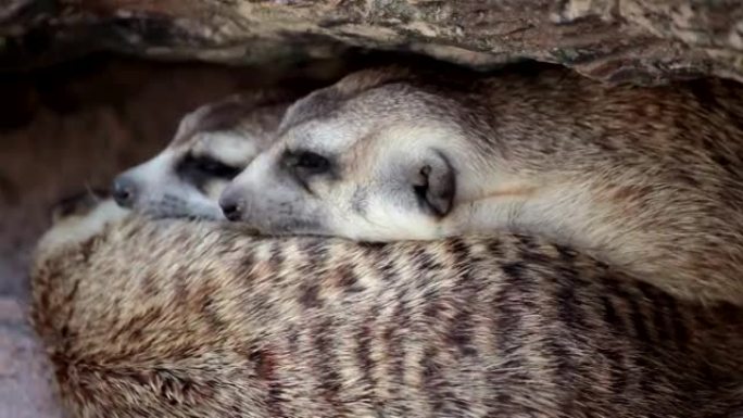 一群睡在木洞下的猫鼬 (Suricata suricatta)