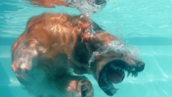 有趣的狗在游泳池水下游泳拿玩具球玩游戏快乐的金毛猎犬嬉戏地享受夏天可爱的毛茸茸的狗嬉戏4k