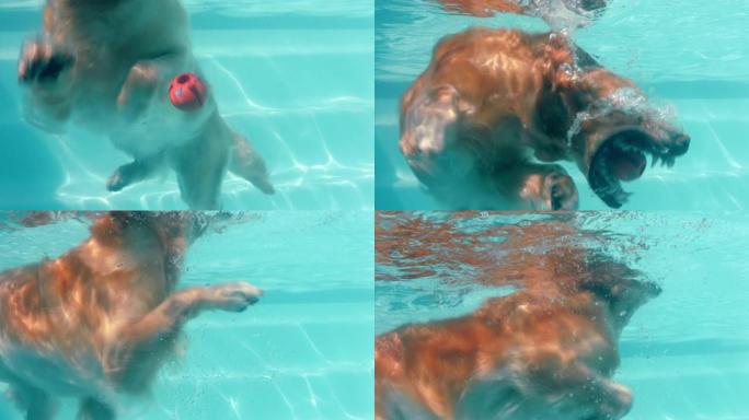 有趣的狗在游泳池水下游泳拿玩具球玩游戏快乐的金毛猎犬嬉戏地享受夏天可爱的毛茸茸的狗嬉戏4k