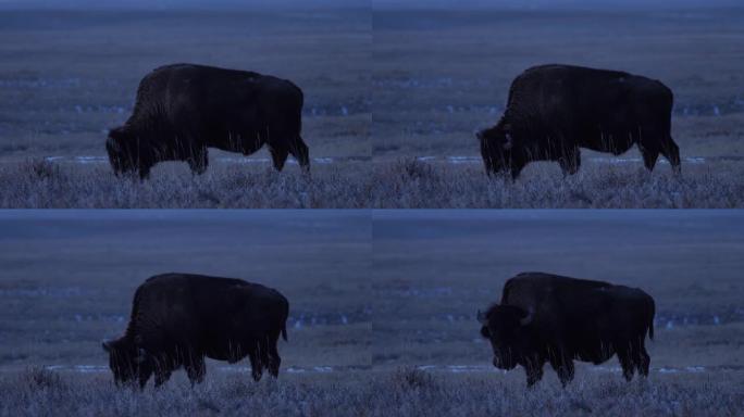 放牧野牛: 黄石国家公园: 拉马尔谷