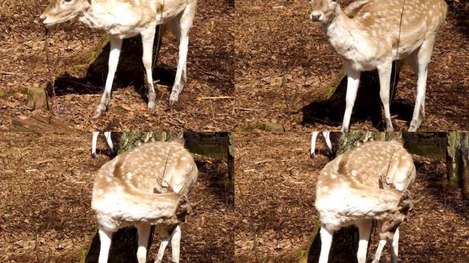 4k小鹿在森林中进食的特写镜头