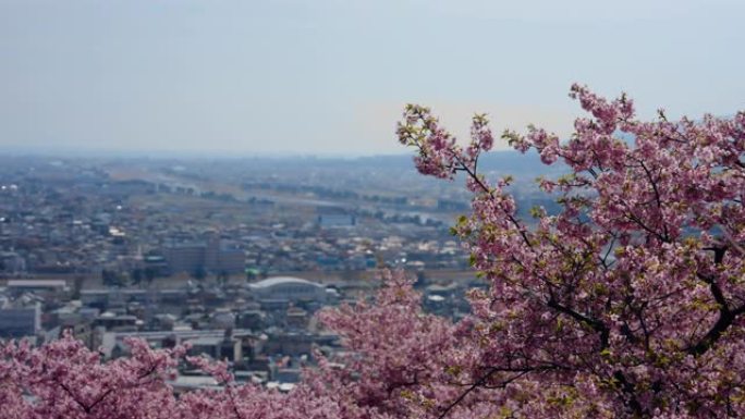 4K，缓慢，美丽的浅粉色樱花看起来清新舒适，美丽的樱花是冬天樱花盛开的气氛，是城市社区。