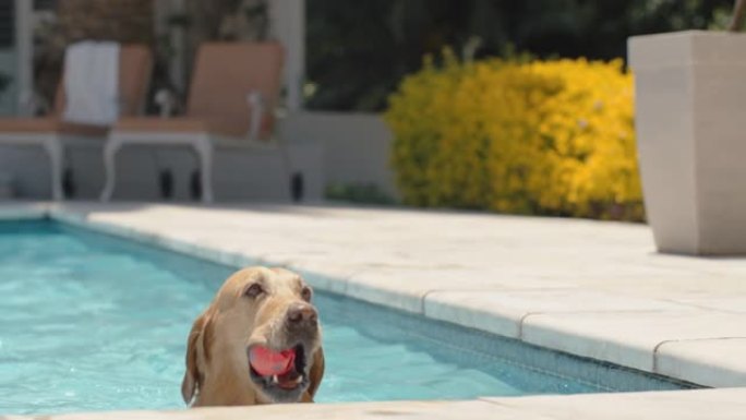 有趣的金毛猎犬狗在游泳池游泳取玩具球摇晃水面嬉戏享受夏天可爱的毛茸茸的狗玩得开心4k镜头