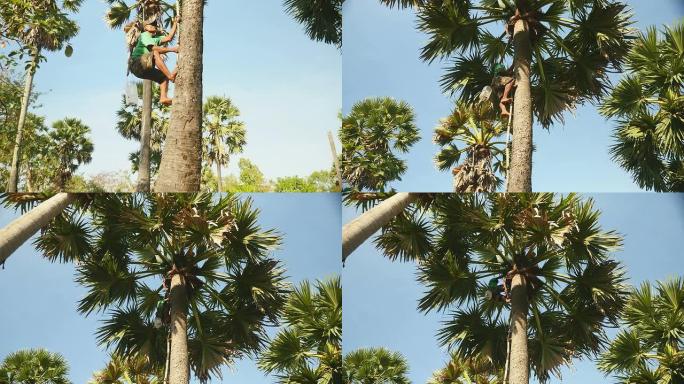 Toddy-tapper攀爬棕榈树以收集棕榈汁