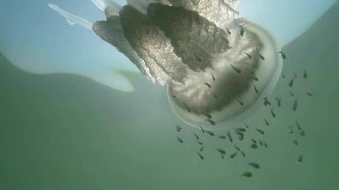 阳光照耀着漂浮在水面的水母，鱼苗在下面