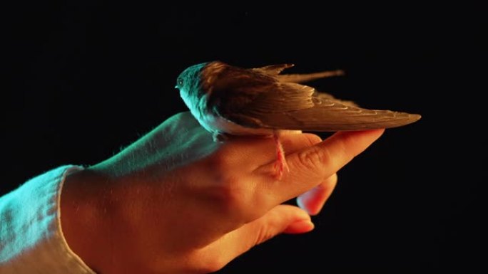 谷仓燕子 -- 雌性手中的希伦多·鲁斯蒂卡。驯服的小鸟小鸡张开翅膀，在黑暗的工作室背景下教飞行。特写