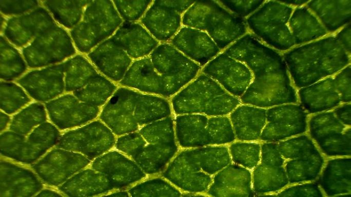 显微镜下的桦树叶显微镜下的桦树叶纹理