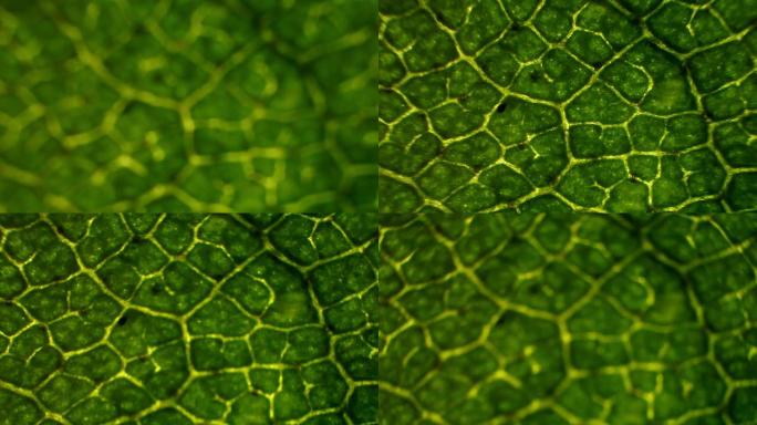 显微镜下的桦树叶显微镜下的桦树叶纹理