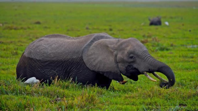 大象在翠绿的湿地上放牧，附近的鸟类，背景中的另一只大象，肯尼亚安博塞利国家公园