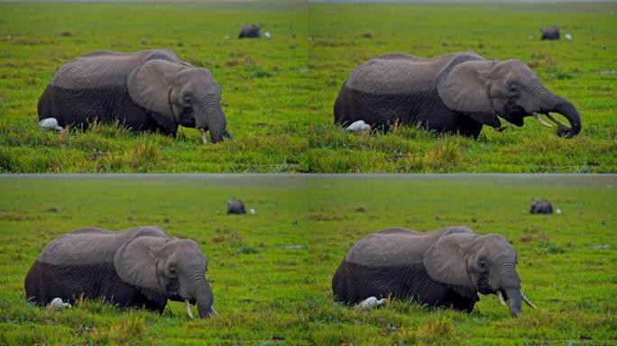 大象在翠绿的湿地上放牧，附近的鸟类，背景中的另一只大象，肯尼亚安博塞利国家公园