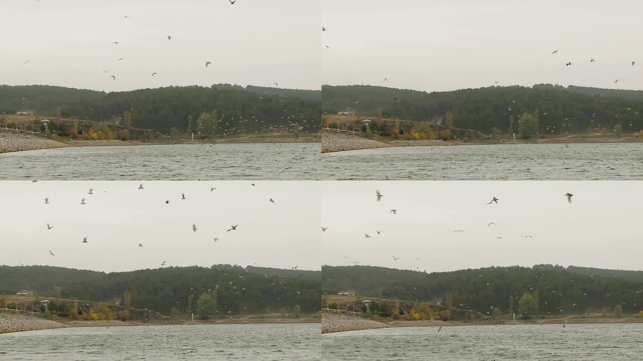 鸟群飞过湖面