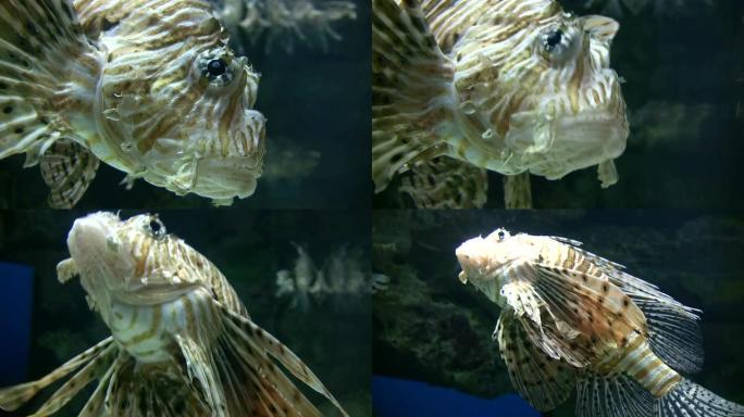 美丽的狮子鱼正游过水族馆 (高清)