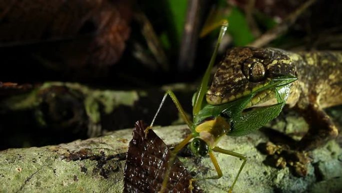 芜菁尾壁虎 (Thecadactylus soimoensis) 摄食