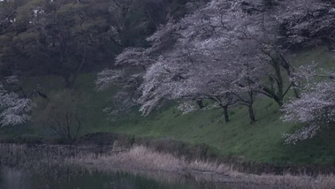 Chidorigafuchi樱花清晨，东京日本2023