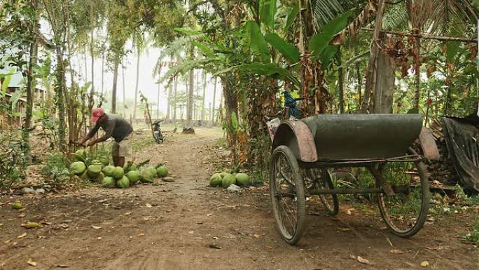 椰子卖家从棕榈树下的一束绿色椰子中切碎茎