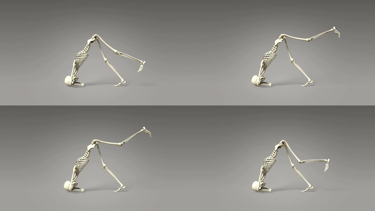 人体骨骼的瑜伽海豚姿势