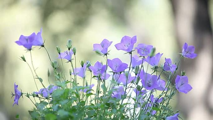 风铃或风铃草