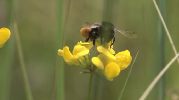花粉多的大黄蜂