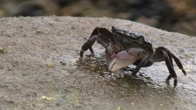 螃蟹在岩石上行走