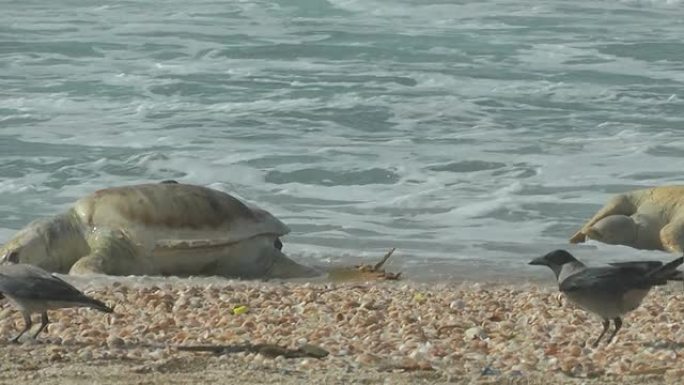 死去的巨型海龟