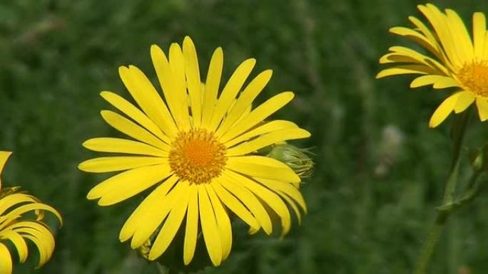 Doronicum Austriacum two