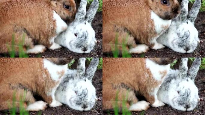 两只兔子在春天依偎在一起