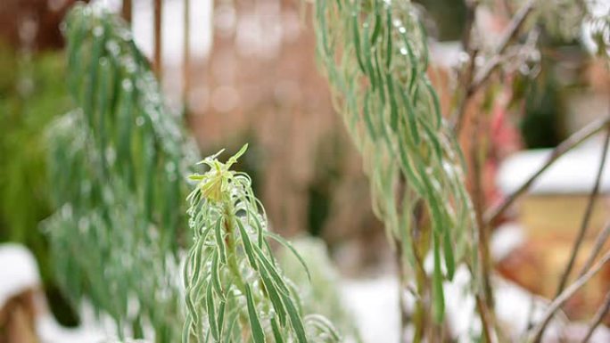 雪和冰后融化的植物的特写时间流逝