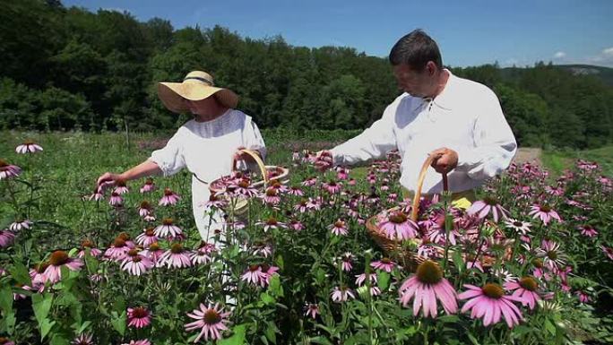 男人和女人在fild中间派花
