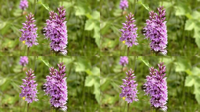 HD1080i50: Dactylorhiza maculata-特写