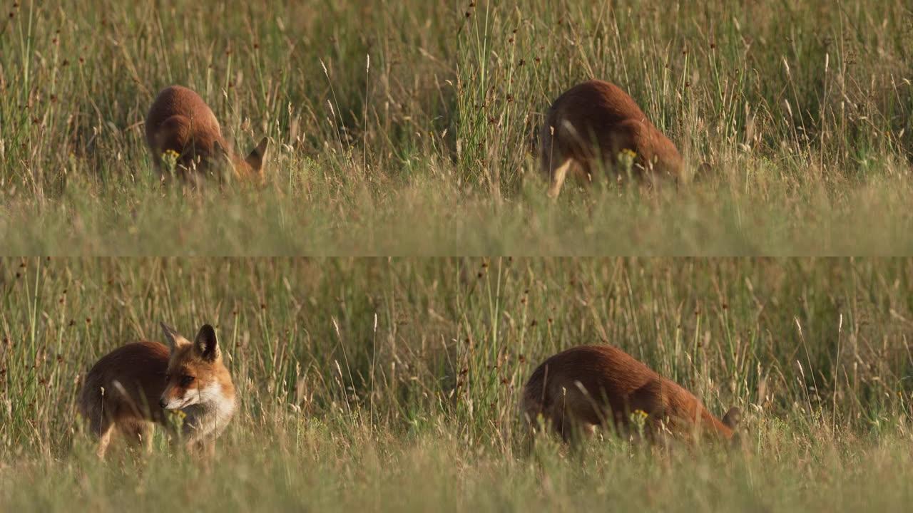 狐狸在草地上吃东西