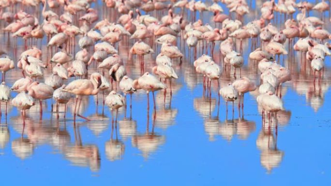 一群粉红色的火烈鸟站在浅水中，在平静的水面上反射，肯尼亚安博塞利国家公园