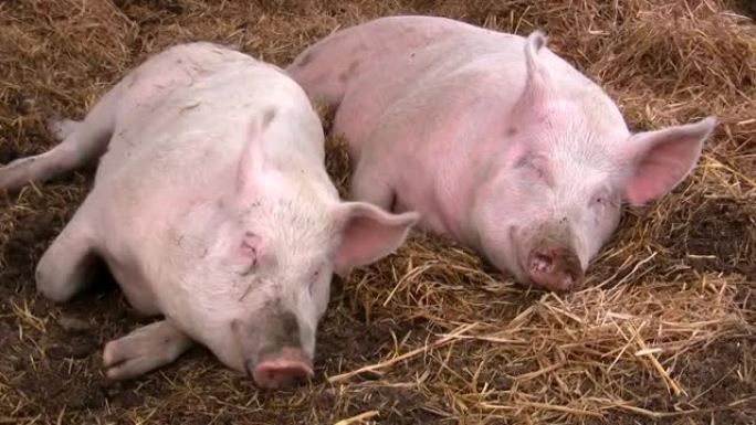 快乐的猪在稻草里睡觉和打哈欠