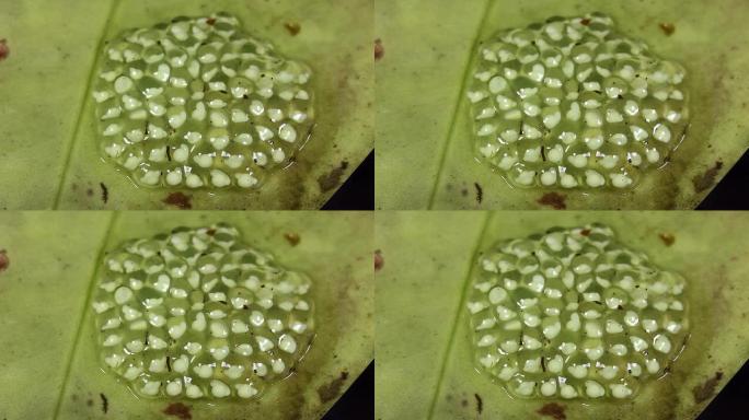 带卵的玻璃蛙 (Centrolenidae科)