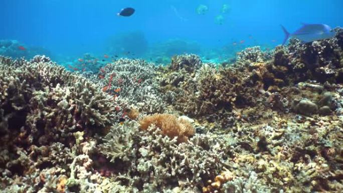 水下珊瑚礁和热带鱼。西巴丹岛仙本那。马来西亚。