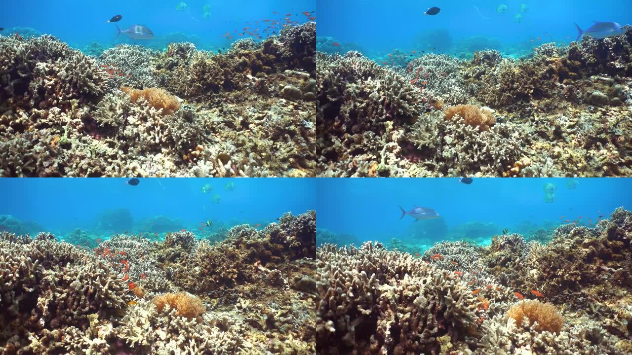 水下珊瑚礁和热带鱼。西巴丹岛仙本那。马来西亚。