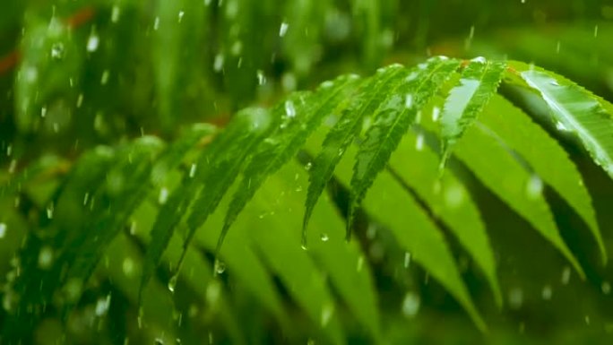 慢动作雨滴在雨中从绿叶蕨类植物中滴落。平静放松的冥想平静的背景。降雨丛林，鲜叶蕨带水滴生态系统保护环