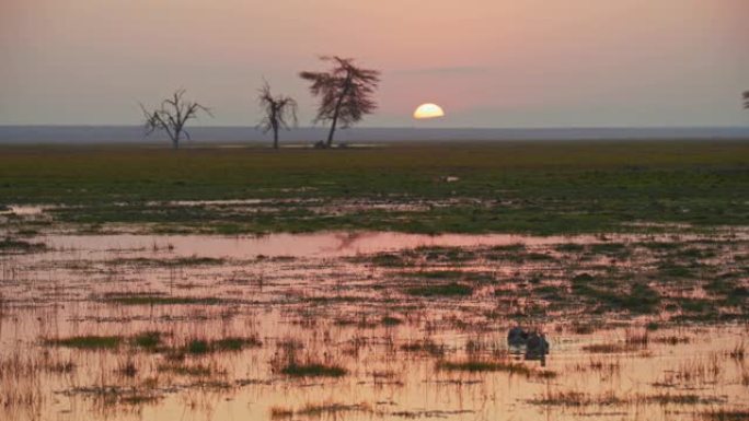 肯尼亚安博塞利国家公园日落期间下雨天后，两只鸟在洪水泛滥的水面上游泳